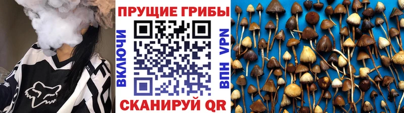 блэк спрут как зайти  Старый Крым  Галлюциногенные грибы GOLDEN TEACHER 